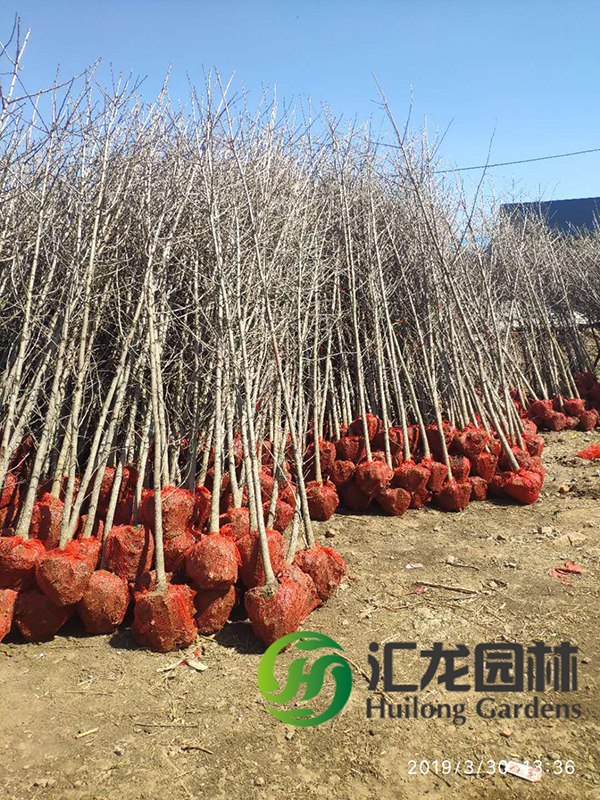 銀杏樹批發(fā)價(jià)格