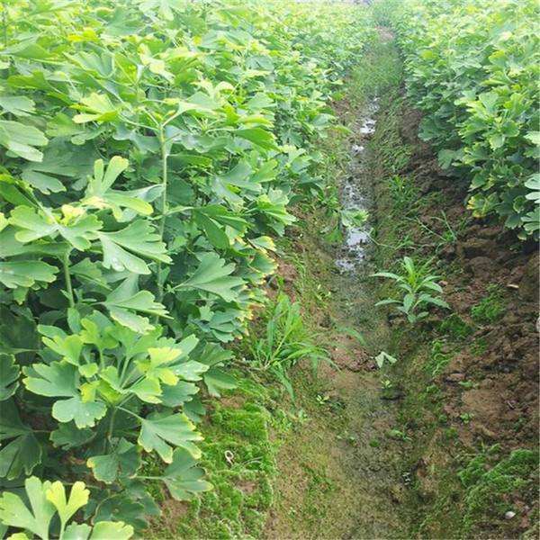 我怎樣才能種一個(gè)好的銀杏樹(shù)？